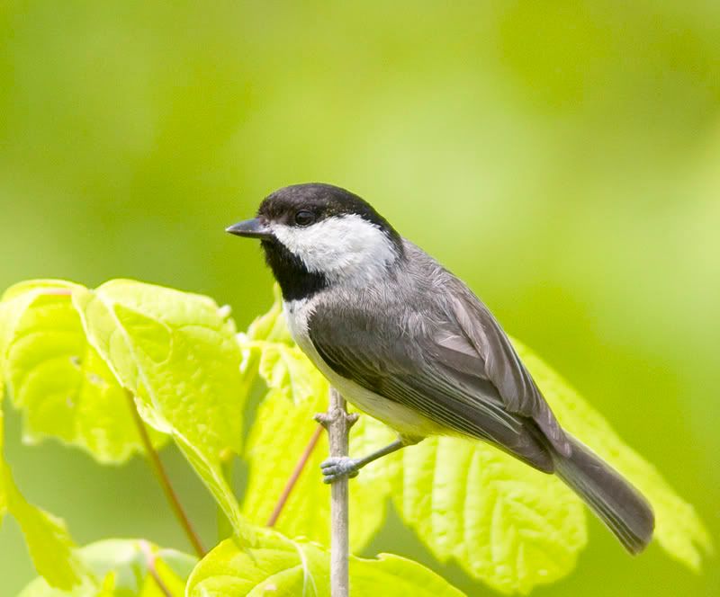 IMAGE: http://i18.photobucket.com/albums/b128/rwarren1/chickadee02.jpg