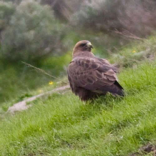 IMAGE: http://i18.photobucket.com/albums/b128/rwarren1/gold01.jpg