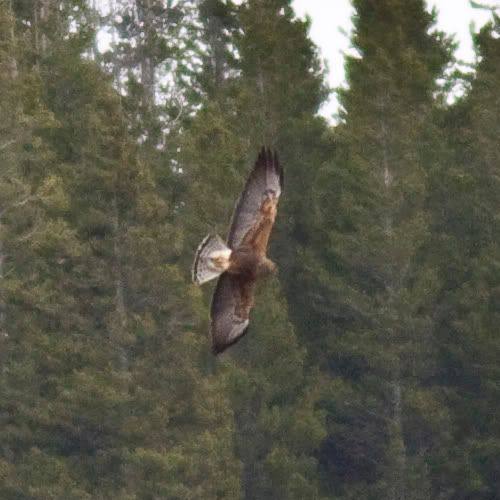 IMAGE: http://i18.photobucket.com/albums/b128/rwarren1/gold02.jpg