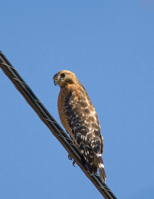 IMAGE: http://i18.photobucket.com/albums/b128/rwarren1/hawk-1.jpg