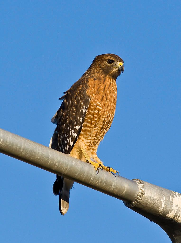 IMAGE: http://i18.photobucket.com/albums/b128/rwarren1/hawk01.jpg