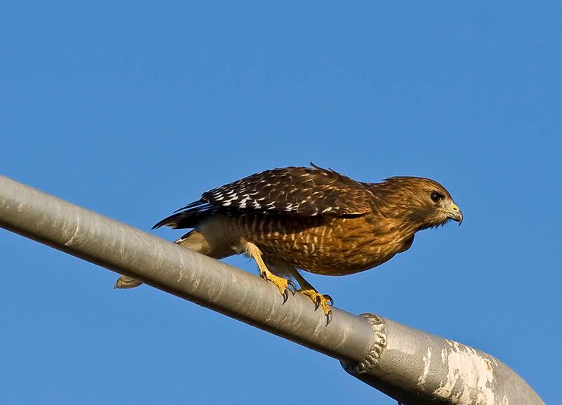 IMAGE: http://i18.photobucket.com/albums/b128/rwarren1/hawk02.jpg