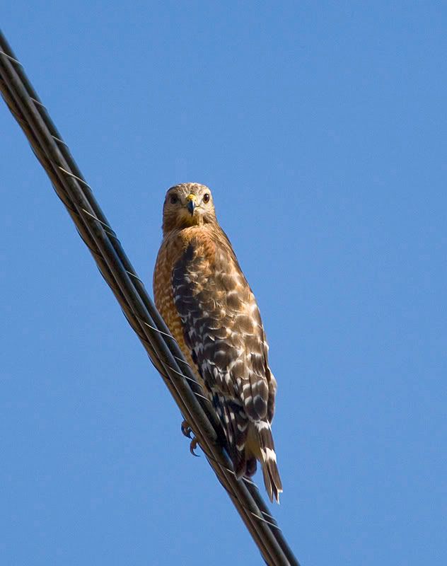 IMAGE: http://i18.photobucket.com/albums/b128/rwarren1/hawk2.jpg