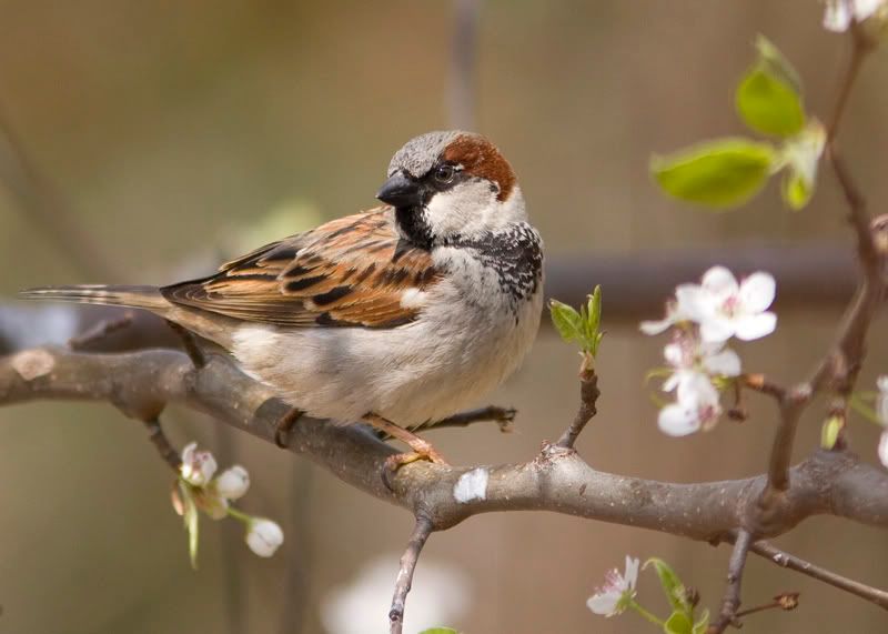 IMAGE: http://i18.photobucket.com/albums/b128/rwarren1/house_sparrow.jpg