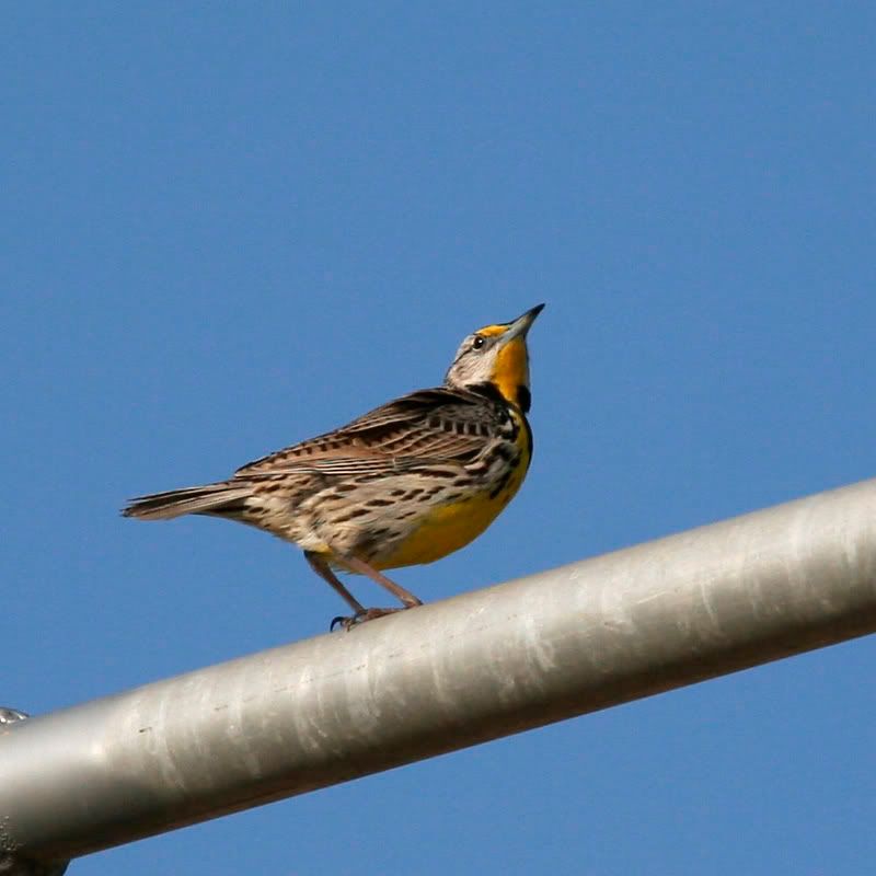 IMAGE: http://i18.photobucket.com/albums/b128/rwarren1/meadowlark1.jpg