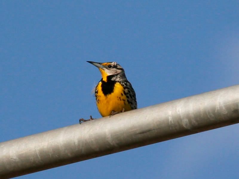 IMAGE: http://i18.photobucket.com/albums/b128/rwarren1/meadowlark2.jpg
