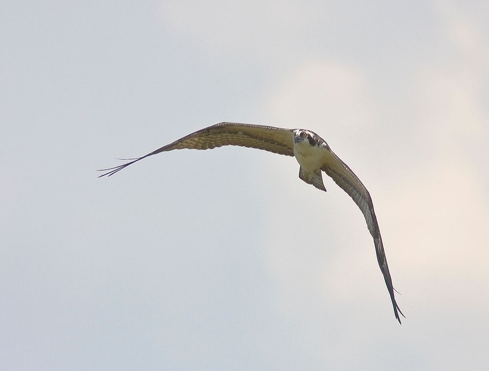 IMAGE: http://i18.photobucket.com/albums/b128/rwarren1/osprey01.jpg