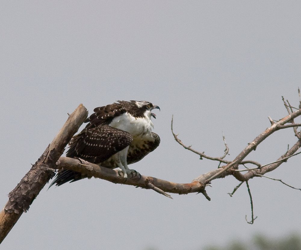 IMAGE: http://i18.photobucket.com/albums/b128/rwarren1/osprey03.jpg