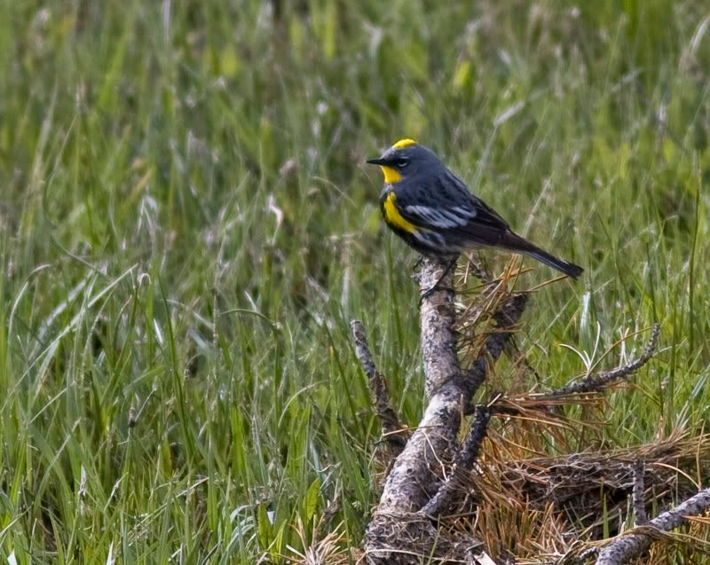 IMAGE: http://i18.photobucket.com/albums/b128/rwarren1/unknown_bird.jpg