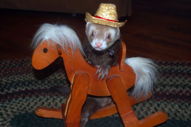 Re:Pictures of Ferrets with Hats - Thursday, April 29, 2010 10:13 PM