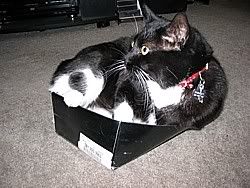 WOW! an 18 lb cat in a size 8 shoe box!!