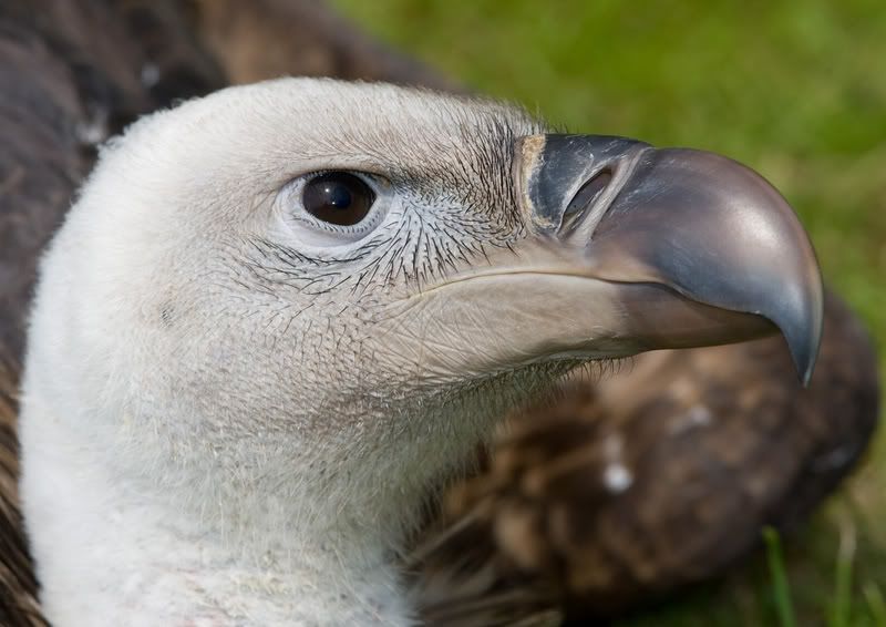 IMAGE: http://i18.photobucket.com/albums/b130/malla1962/8R3Y1061.jpg