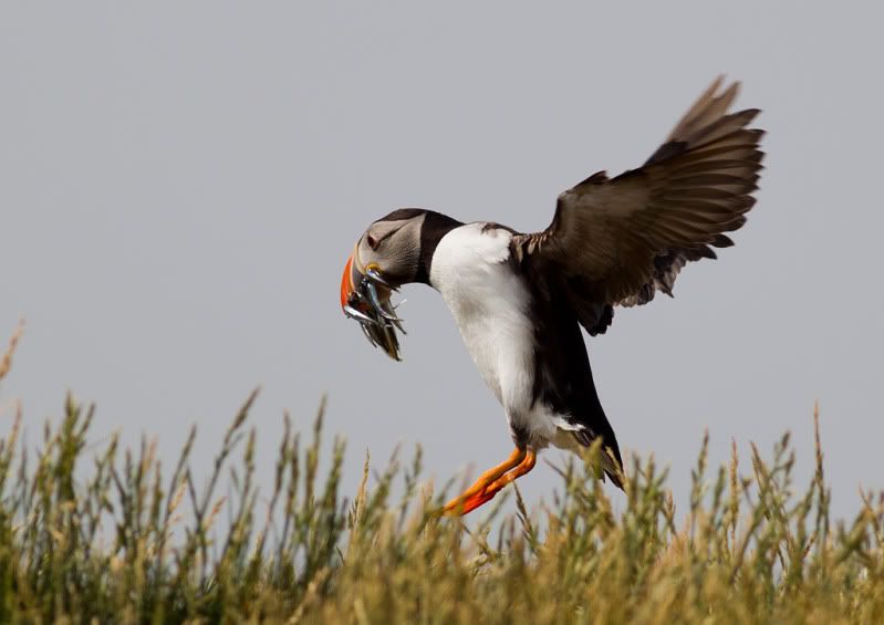 IMAGE: http://i18.photobucket.com/albums/b130/malla1962/EB7D1008.jpg