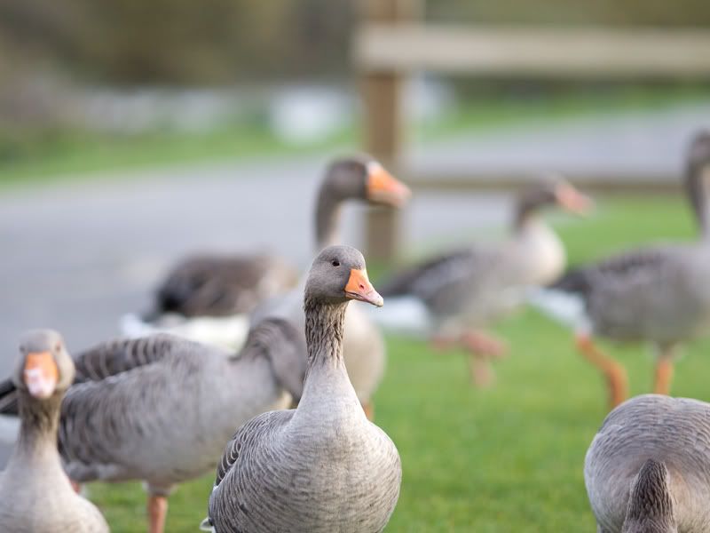 IMAGE: http://i18.photobucket.com/albums/b130/malla1962/IMG_1610.jpg