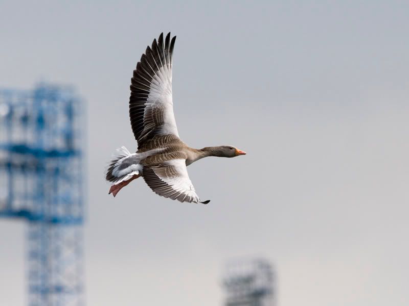 IMAGE: http://i18.photobucket.com/albums/b130/malla1962/IMG_2916.jpg