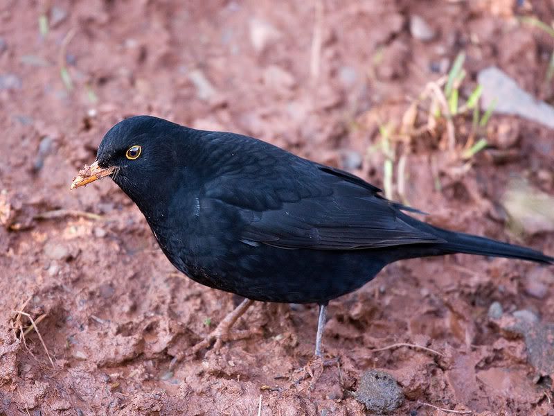 IMAGE: http://i18.photobucket.com/albums/b130/malla1962/IMG_4686.jpg