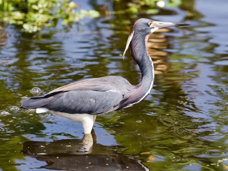 IMAGE: http://i18.photobucket.com/albums/b130/malla1962/IMG_5194.jpg