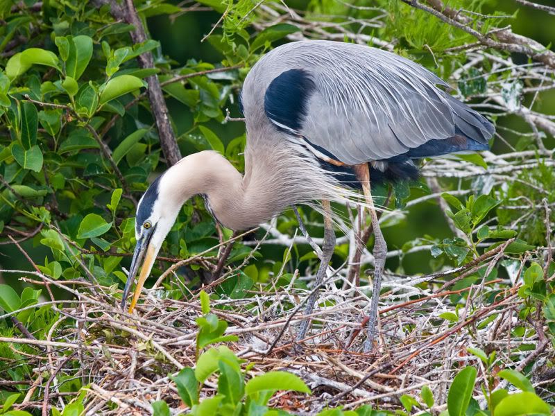 IMAGE: http://i18.photobucket.com/albums/b130/malla1962/IMG_5249.jpg