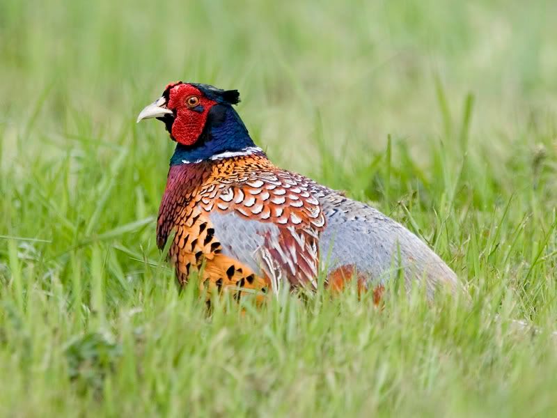 IMAGE: http://i18.photobucket.com/albums/b130/malla1962/IMG_8592.jpg