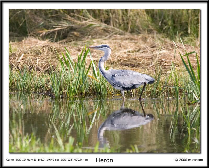 IMAGE: http://i18.photobucket.com/albums/b130/malla1962/MO2Q2572.jpg