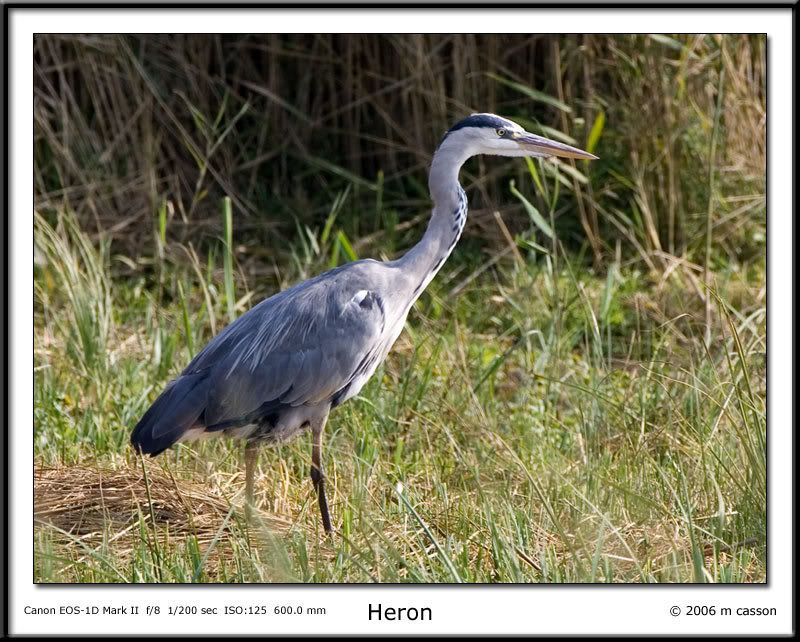 IMAGE: http://i18.photobucket.com/albums/b130/malla1962/MO2Q2579.jpg