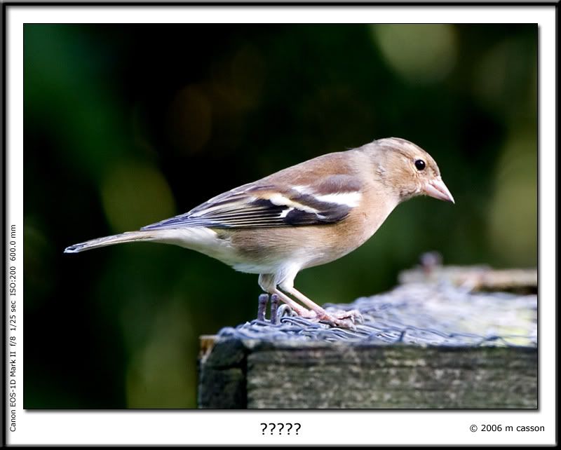 IMAGE: http://i18.photobucket.com/albums/b130/malla1962/MO2Q2594.jpg