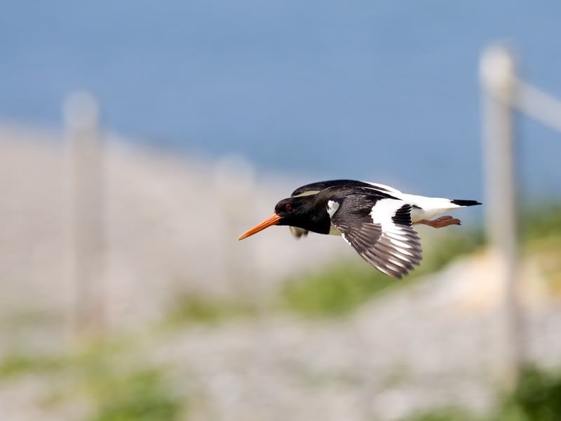 IMAGE: http://i18.photobucket.com/albums/b130/malla1962/MO2Q2762.jpg