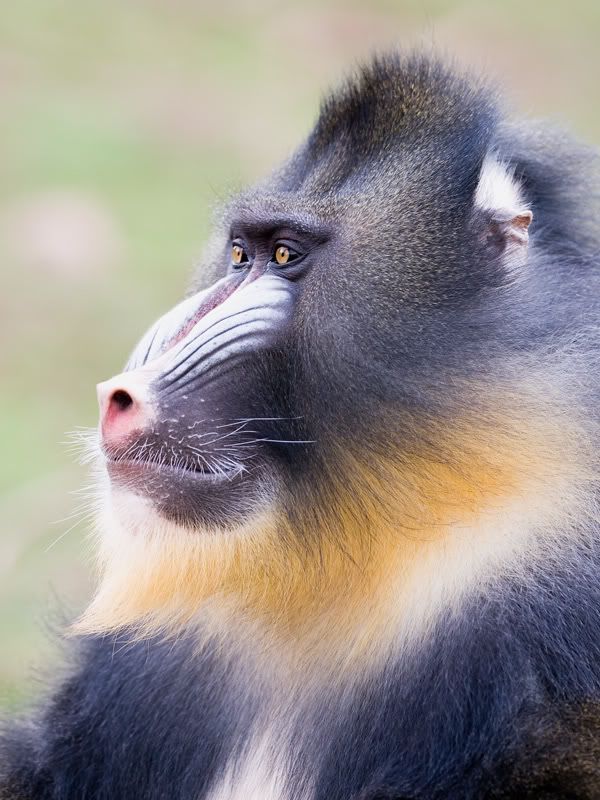 IMAGE: http://i18.photobucket.com/albums/b130/malla1962/MO2Q2880-1.jpg