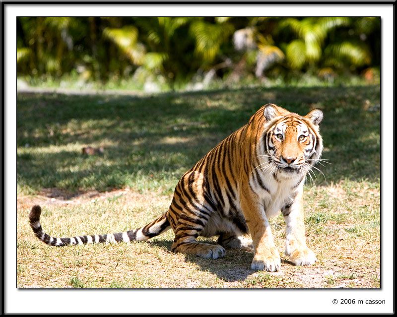 IMAGE: http://i18.photobucket.com/albums/b130/malla1962/MO2Q4429.jpg