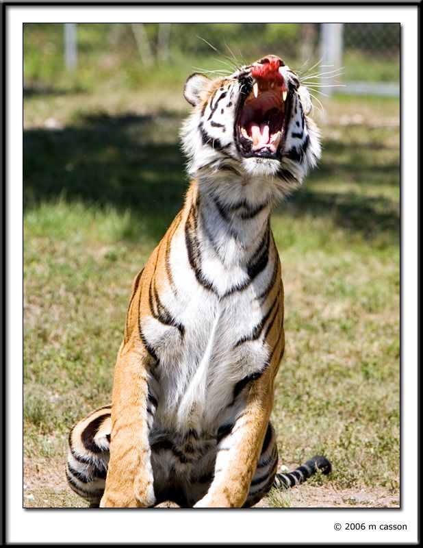 IMAGE: http://i18.photobucket.com/albums/b130/malla1962/MO2Q4433.jpg