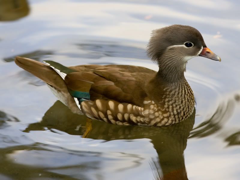 IMAGE: http://i18.photobucket.com/albums/b130/malla1962/MO2Q5526.jpg