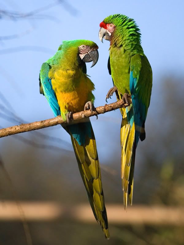 IMAGE: http://i18.photobucket.com/albums/b130/malla1962/MO2Q5669.jpg