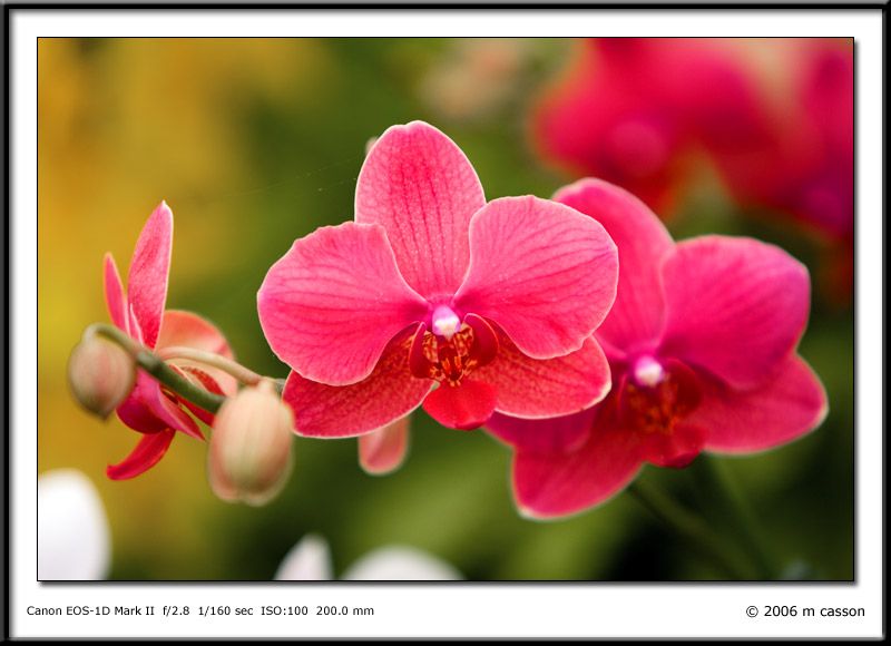 IMAGE: http://i18.photobucket.com/albums/b130/malla1962/MO2Q7023.jpg