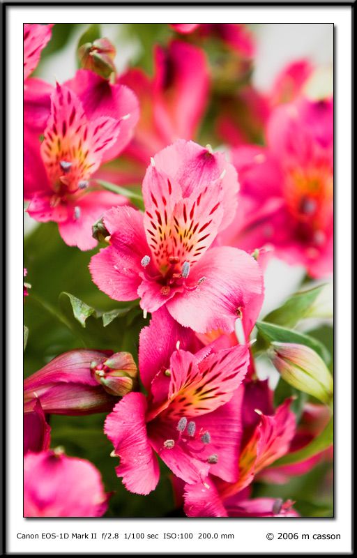 IMAGE: http://i18.photobucket.com/albums/b130/malla1962/MO2Q7026.jpg