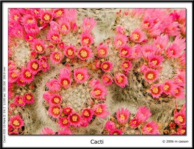 IMAGE: http://i18.photobucket.com/albums/b130/malla1962/MO2Q7050.jpg