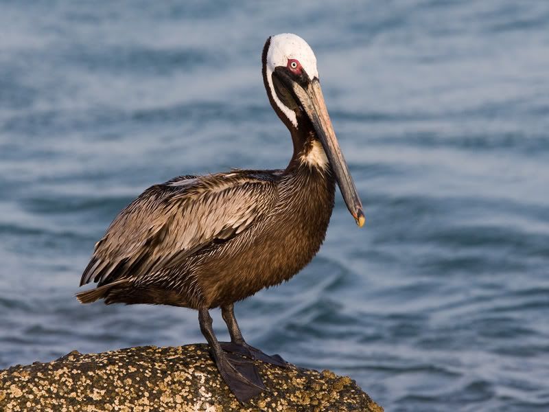 IMAGE: http://i18.photobucket.com/albums/b130/malla1962/VY8X1112.jpg