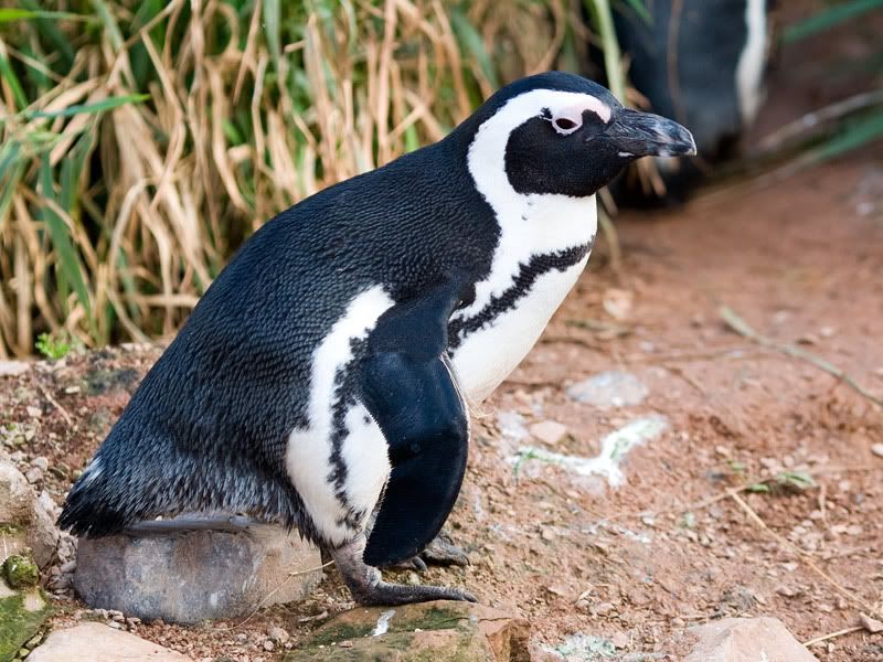 IMAGE: http://i18.photobucket.com/albums/b130/malla1962/VY8X4854.jpg