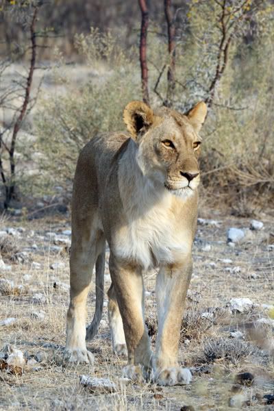 IMAGE: http://i18.photobucket.com/albums/b130/saravrose/Africa/CopyofIMG_3565.jpg