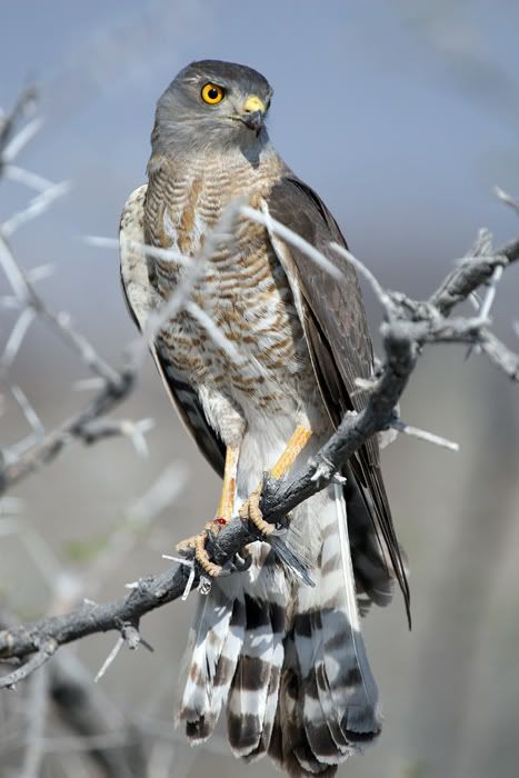 IMAGE: http://i18.photobucket.com/albums/b130/saravrose/Africa/CopyofIMG_4122.jpg