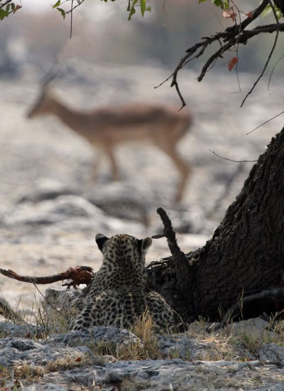 IMAGE: http://i18.photobucket.com/albums/b130/saravrose/Africa/IMG_3817.jpg