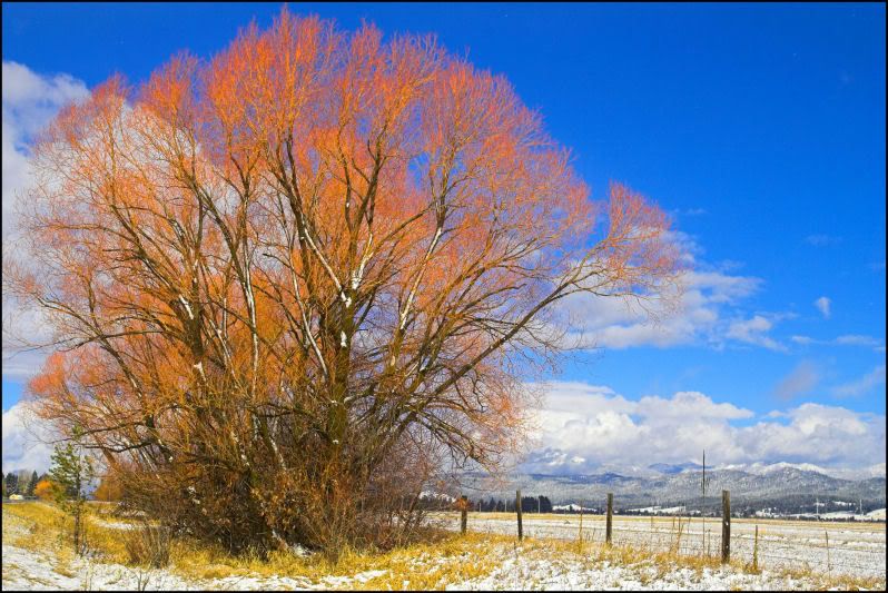 IMAGE: http://i18.photobucket.com/albums/b130/saravrose/Copy3ofIMG_5337-01.jpg