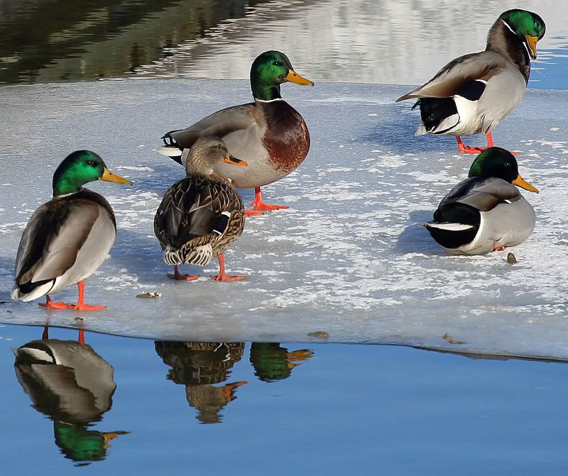 IMAGE: http://i18.photobucket.com/albums/b130/saravrose/CopyofIMG_6671.jpg