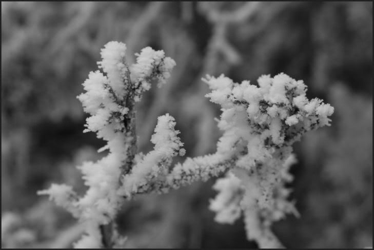 IMAGE: http://i18.photobucket.com/albums/b130/saravrose/IMG_5613.jpg