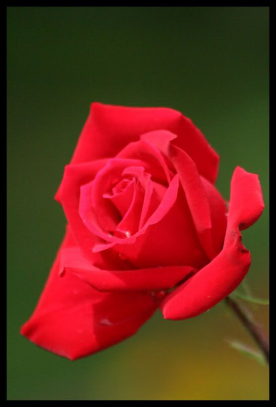 IMAGE: http://i18.photobucket.com/albums/b130/saravrose/the%20challenge/Copy2ofIMG_6006.jpg