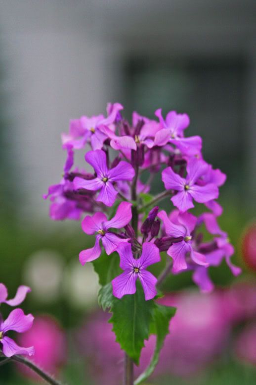 IMAGE: http://i18.photobucket.com/albums/b130/saravrose/the%20challenge/CopyofIMG_3652.jpg