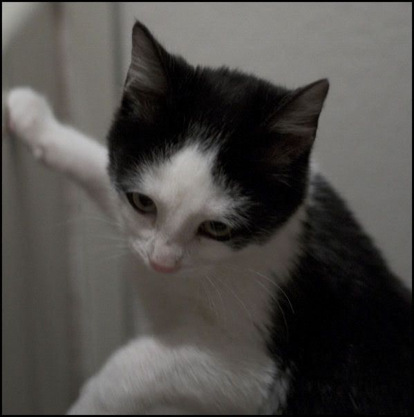 IMAGE: http://i18.photobucket.com/albums/b130/saravrose/the%20challenge/CopyofIMG_4905-01.jpg