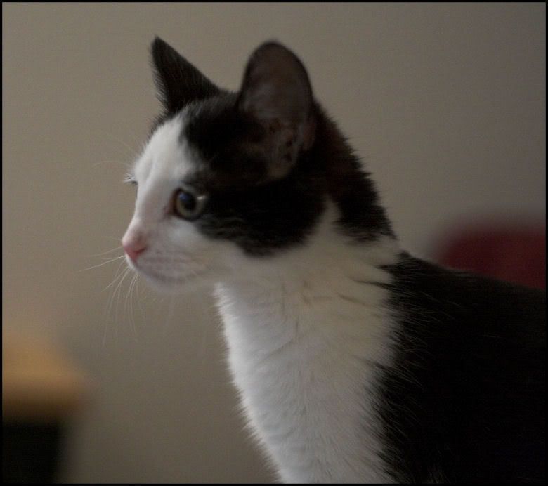 IMAGE: http://i18.photobucket.com/albums/b130/saravrose/the%20challenge/CopyofIMG_4914-01.jpg