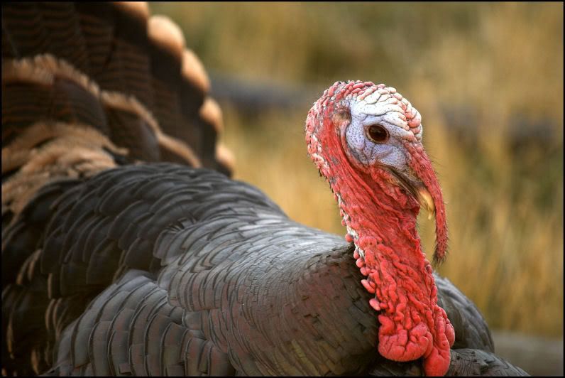 IMAGE: http://i18.photobucket.com/albums/b130/saravrose/the%20challenge/CopyofIMG_5008-01.jpg