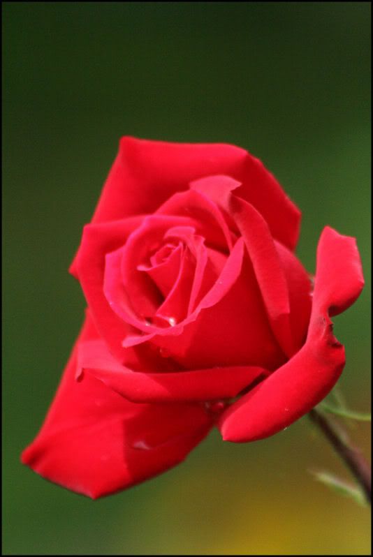 IMAGE: http://i18.photobucket.com/albums/b130/saravrose/the%20challenge/CopyofIMG_6006.jpg