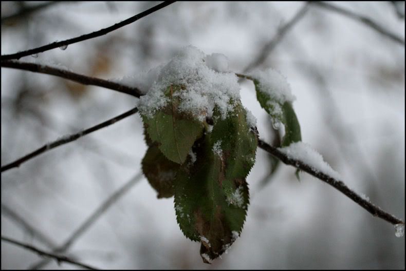 IMAGE: http://i18.photobucket.com/albums/b130/saravrose/the%20challenge/IMG_5255.jpg